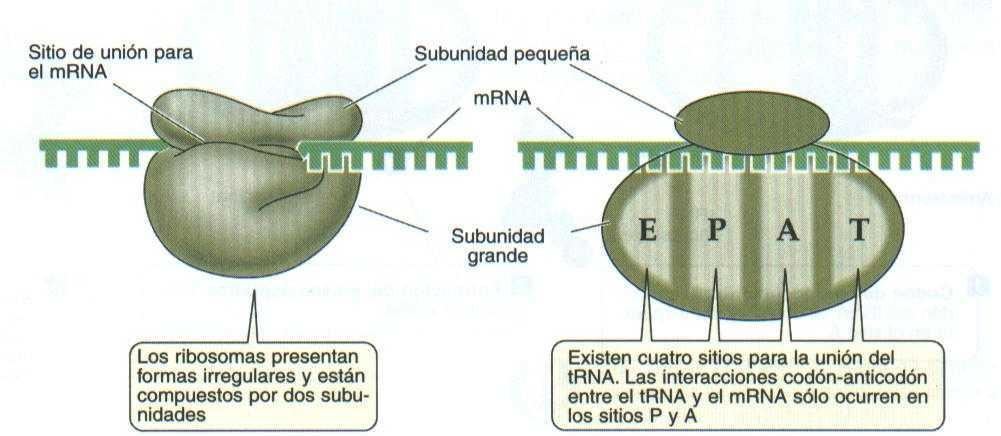 2. ARN 2.