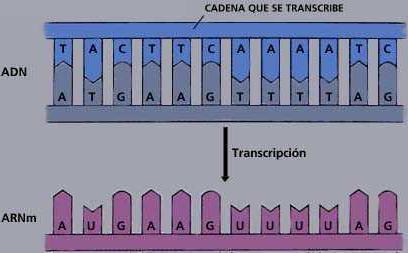 3. Proceso de transcripción Todas las clases de ARN se forman por transcripción, que es una forma de copia del ADN diferente a la replicación.