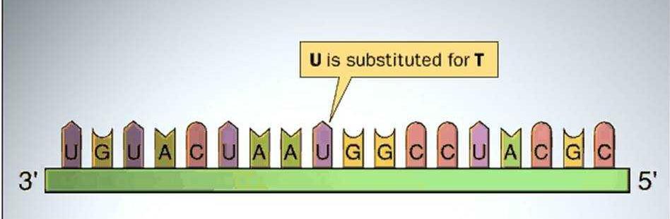2. ARN 2.2 Tipos de ARN ARN mensajero: se organiza en secuencias de tres nucleótidos (tripletes), que se denominan codones, por ejemplo UGU.