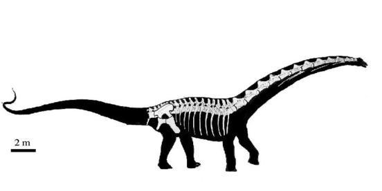 Este dinosaurio sería del orden de los saurópodos, que tienen el cuello muy largo, cabeza pequeña, medían entre 32 y 34 metros de largo y eran herbívoros, es decir se alimentaban de plantas o hierbas.