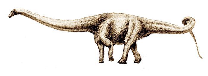 Ellos investigan los fósiles de dinosaurios y plantas encontrados bajo la tierra. Fósil de un dinosaurio en la tierra http://media.collegepublisher.com/media/paper689/stills/tsnk29j2.
