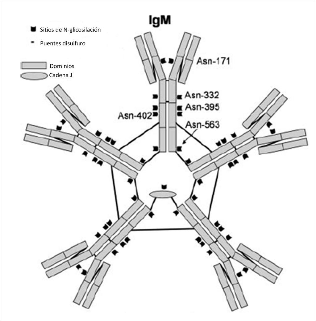 Figura 6. Sitios de N-glicosilación en la IgM humana.