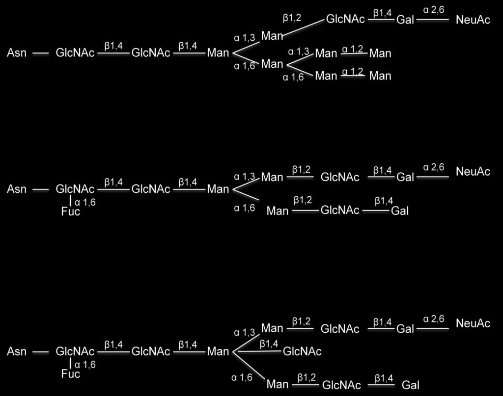 Figura 7. Estructuras mono-sialiladas encontradas en los sitios de glicosilación Asn- 171, Asn-332 y Asn-395 de la IgM sérica humana.