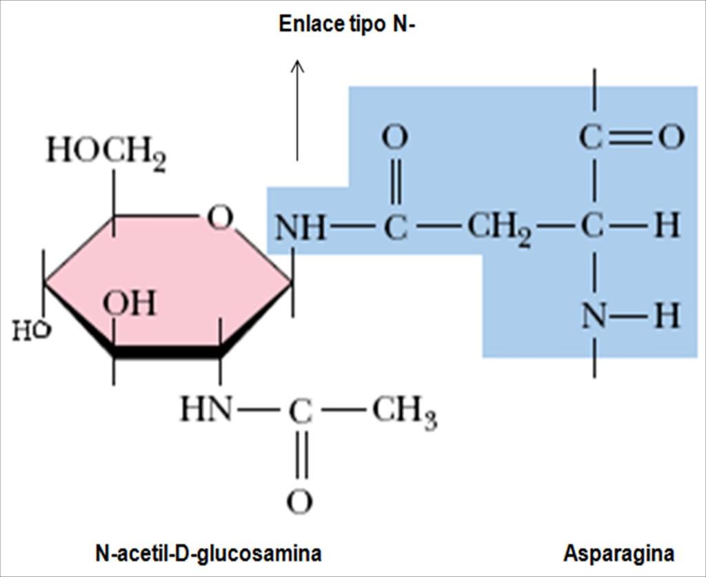 Figura 1. Representación del enlace N-glucosídico.