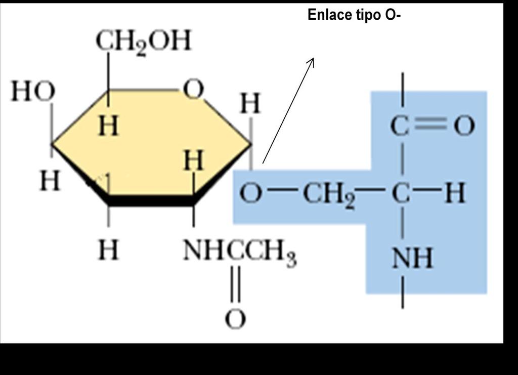 Figura 2. Representación del enlace O-glucosídico.