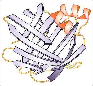 Se presenta en proteínas fibrosas o dominios de proteínas globulares en su