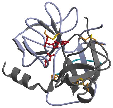 La proteína, para ser funcional,adopta una estructura definida, llamada usualmente su estado nativo.