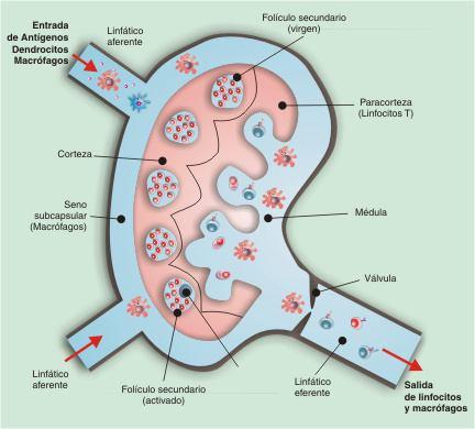 Vias de circulaciòn de las cel B maduras virgenes a traves de un ganglio linfàtico LB (MO) migra (sangre)