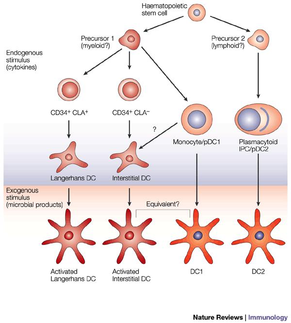 Se originan a partir de precursores hematopoyéticos CD34+.