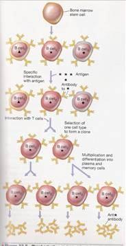 Ontogenia de linfocitos Cuál l es la razón n de la existencia de mecanismos finos de regulación n del desarrollo de los linfocitos?