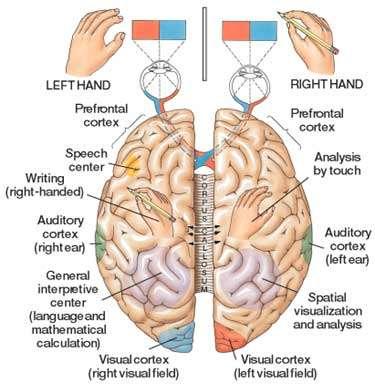 Mano izquierda Corteza prefrontal Centro del habla Escritura diestro Corteza auditiva (oído derecho) Centro interpretativo general (Lenguaje y cálculo matemático Corteza visual