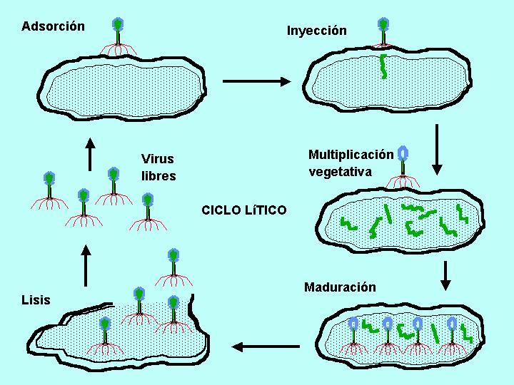 Relación Lítica: Tiene lugar cuando los fagos infectan a la bacteria, se multiplican en su interior y la revientan o lisan liberándose nuevas
