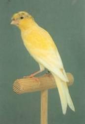 De las últimas razas homologadas por la COM, hemos elegido un pájaro de pluma lisa y corona, que ya se postula como una de las variedades más