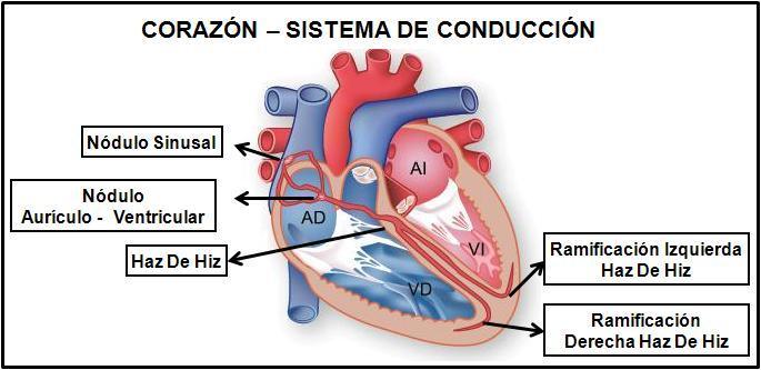 MÚSCULO CARDÍACO d-analice cada una de las propiedades del músculo cardíaco ( automatismo, excitabilidad, conductibilidad, contractibilidad.) e-describa el sistema de conducción del corazón.