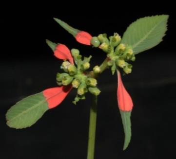 Euphorbia cyathophora Nativa de México: De amplia