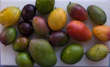 Conclusiones sobre efecto del Cambio climático sobre el cultivo del mango a nivel global - Difícil de sacar claras conclusiones debido a: - Límites óptimo para los factores climáticos no bien