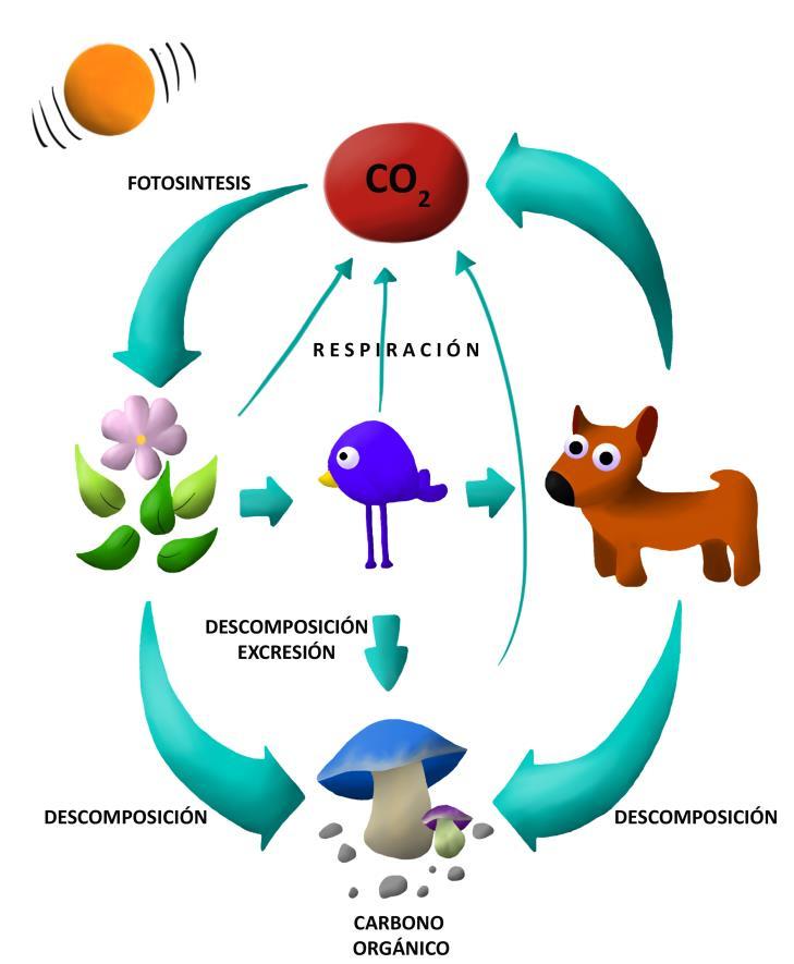 Figura 3. Ciclo del carbono. Fuente: Cienciorama. A medir se ha dicho.