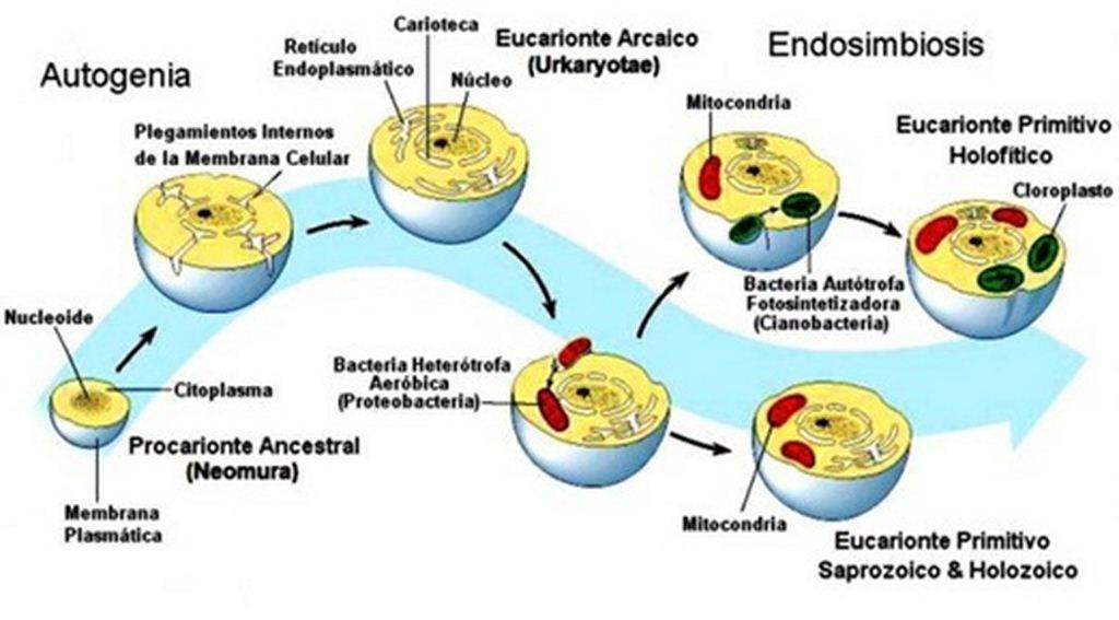 Teoria endosimbiòtica