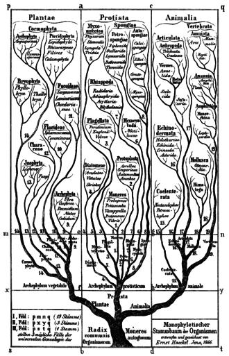 Antecessor comú Ja Darwin sugereix que és possible que tots els éssers vius estiguen relacionats en un gran arbre de la vida per haver evolucionat d un ancestre comú Durant anys diferents científics