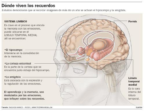 Neuropsicología de la memoria.
