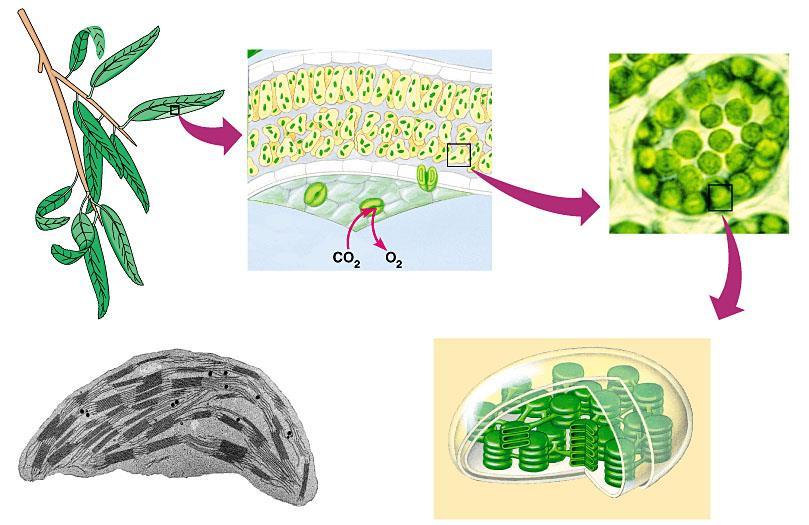 Localización y estructura del cloroplasto Cloroplasto SECCION TRANSVERSAL DE HOJA CELULA DE MESOFILO HOJA Mesòfilo