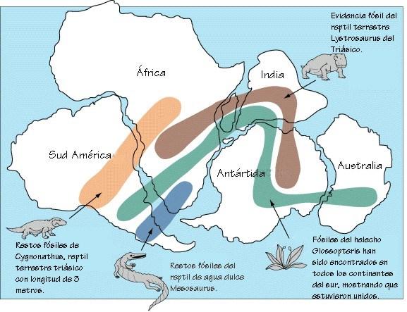 Datos paleontológicos Estudios de la distribución de plantas y animales fósiles también sugieren la existencia de Pangea.