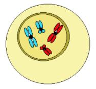 BLOC III: REPRODUCCIÓ I GENÈTICA Tema 1: Reproducció 4. El dibuix representa una cèl lula a punt de reproduir-se: a) Quin és el nombre diploide de la cèl lula?