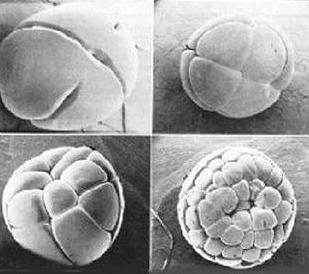 Formació del zigot Després de produir-se la unió dels gàmetes (fecundació) i la unió dels nuclis (cariogàmia), es forma una cèl lula, el zigot, amb el nombre de cromosomes característic de l espècie.