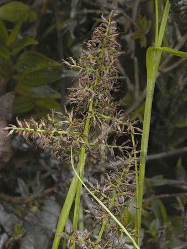 22 Carex sp.