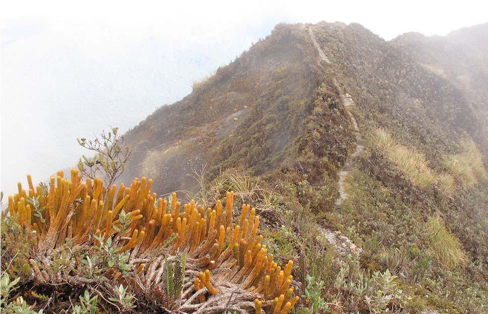 El cono volcánico del Sumaco constituye una isla ecológica que