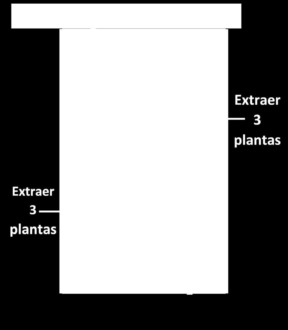 Paso 1: a partir de un extremo del surco N 2 contar 5 golpes y extraer las 3 plantas siguientes y realizar el mismo proceso en el otro extremo de la parcela en el surco N 5.