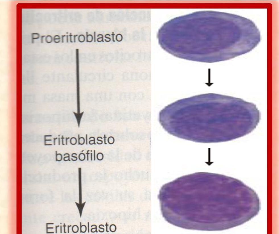 Eritropoyesis