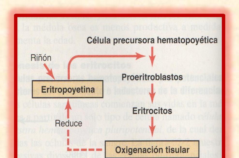 Regulación de la eritropoyesis La oxigenación