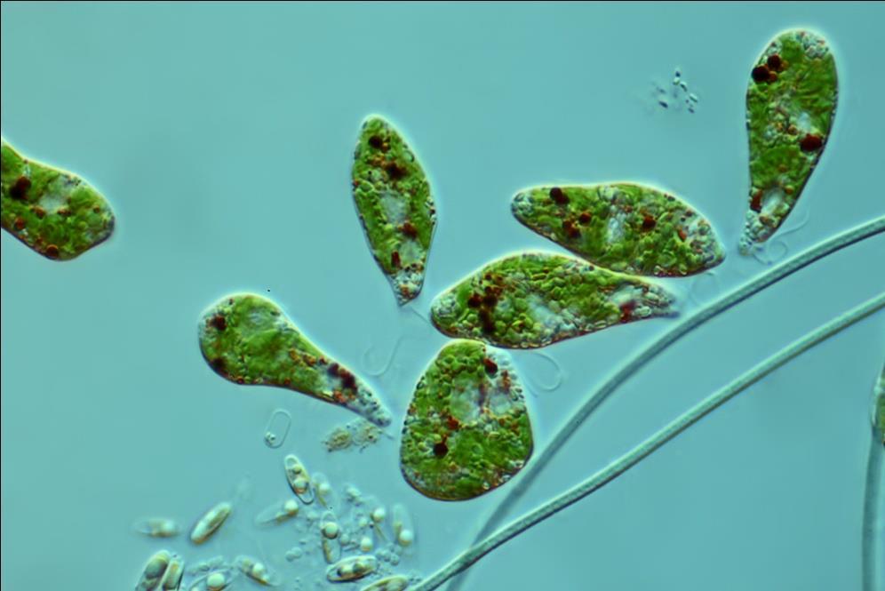 Protofitos Organismos unicelulares o