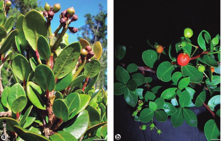 caracteres que permiten diferenciar a esas familias de las de Myrtaceae nativas de Brasil.