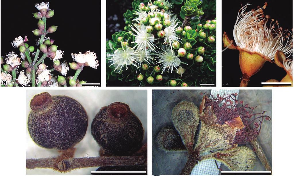 a b c d e Figura 3. Características del cáliz en los géneros de Myrtaceae que crecen en Colombia. a) Cáliz cerrado, con los sépalos fusionados en los botones florales (Calyptranthes sp., Parra-O.