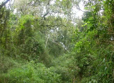 * El Parque Nacional Iguazú protege una gran extensión de la selva. * Muchos procesos ecológicos (e.g., regeneración de la selva) son afectados por disturbios naturales (e.g., inundaciones, caída de árboles, etc.