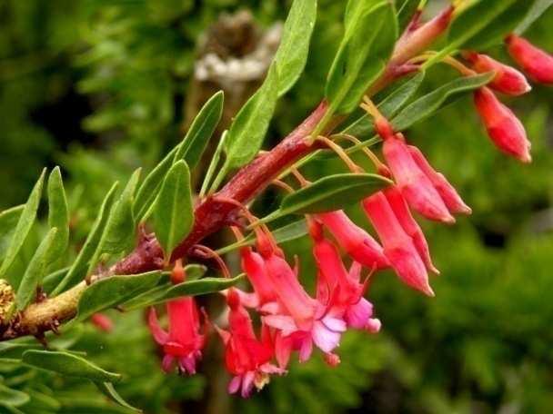 Las flores son pequeñas, color rosado rojizo, colgantes, aparecen a mediados de invierno y pueden continuar hasta entrado el verano cuando la planta ya carece de follaje.