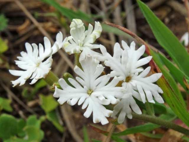 Flores reunidas en inflorescencias, tienen 4 pétalos blancos con el borde recortado.