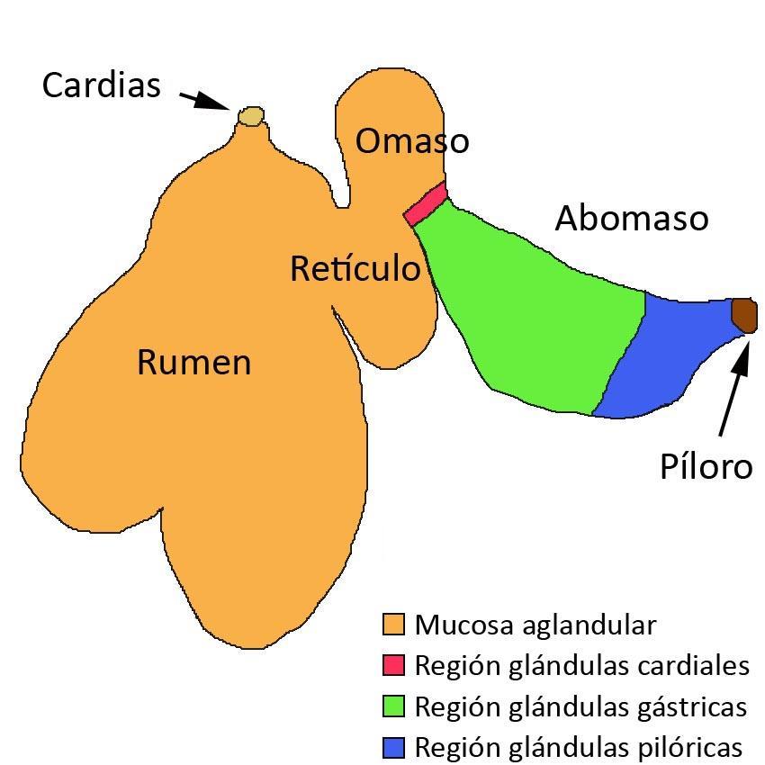 La mucosa del omaso es aglandular (Fig. 6) y consta de numerosos pliegues paralelos entre sí y de diferente tamaño.
