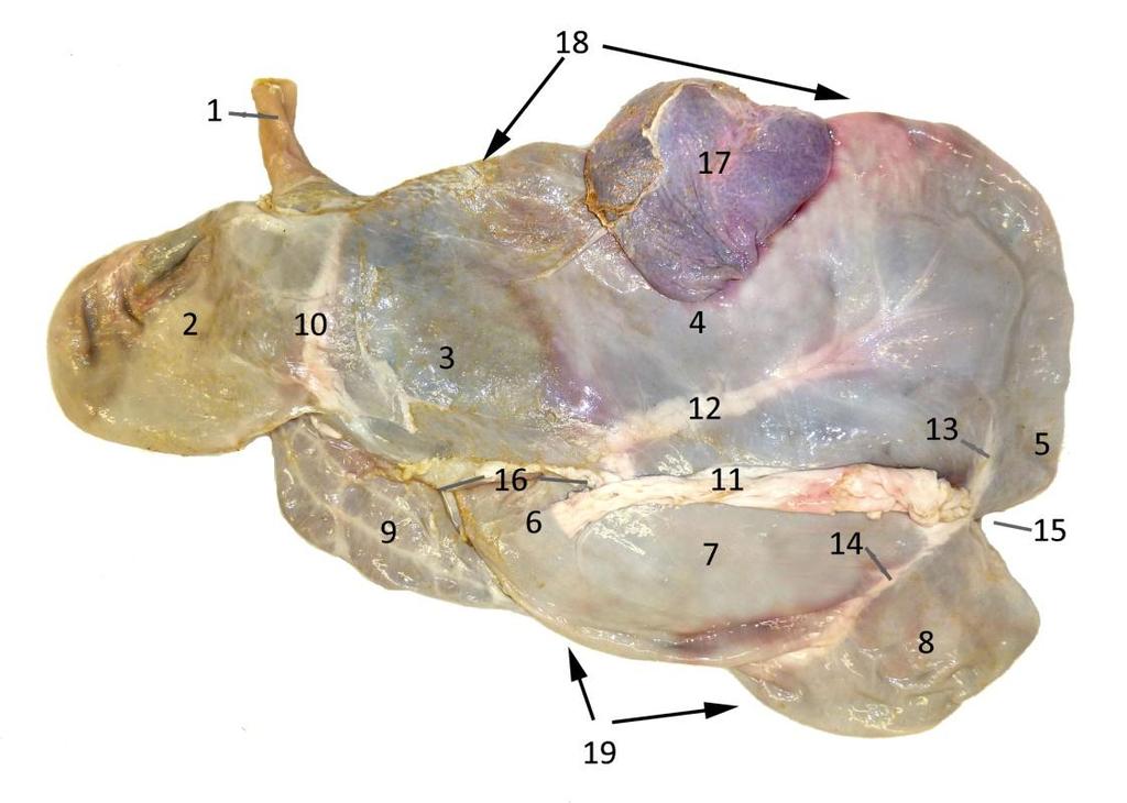 Figura 2. Estómago de óvido. Lado izquierdo (cara parietal). 1 Esófago. 2 Retículo (su curvatura mayor es ventral en esta vista izquierda). 3 Atrio ruminal (saco craneal). 4 Saco dorsal del rumen.