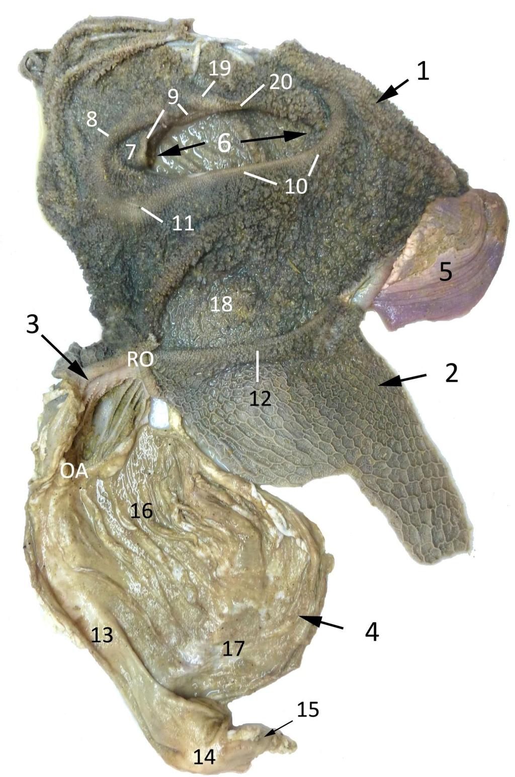 Figura 4. Anatomía interna del estómago de óvido. Se ha abierto mediante una incisión a lo largo de la curvatura dorsal del rumen, de la unión retículo-omaso y de la curvatura menor del abomaso.