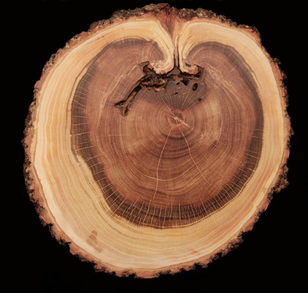 Pino negro (Pinus uncinata), Hospital de Benasque. El tronco y las ramas poseen un crecimiento secundario o radial en anchura.