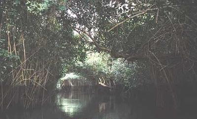 MARISMAS NACIONALES Marismas Nacionales es la región de manglar más productiva y más extensa en el