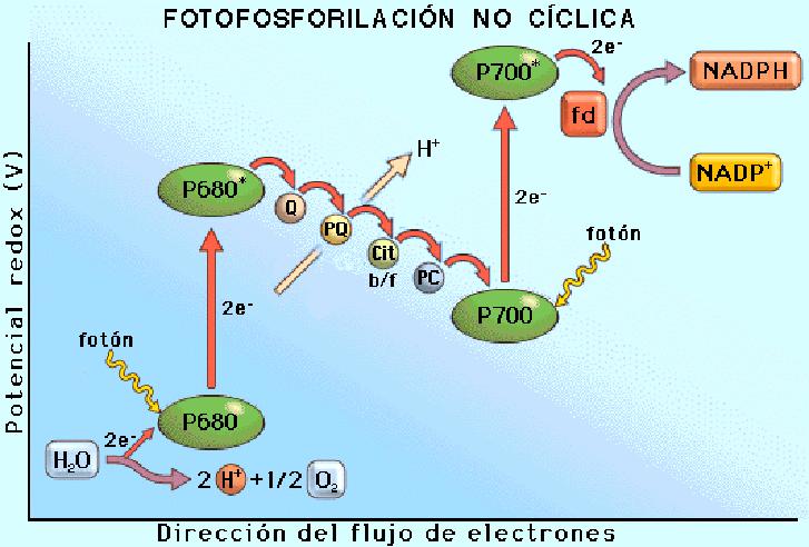 La fotosíntesis puede realizarse de forma acíclica cuando funcionan los fotosistemas I y II o de forma cíclica cuando sólo funciona el fotosistema I. Forma acíclica.