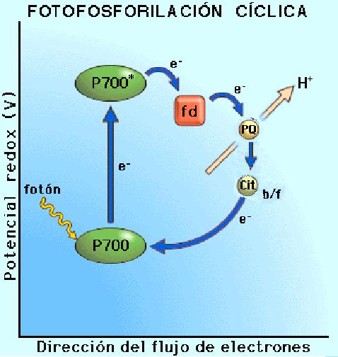 La fase acíclica la podemos resumir en tres grandes procesos: Fotolisis del H 2 O, en la zona interna de la membrana tilacoidal.
