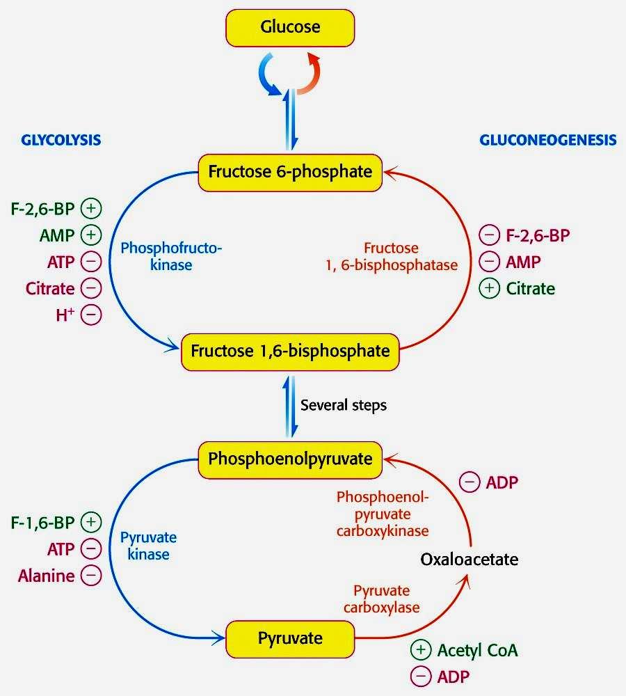 REGULACIÓN de la GLUCOLISIS La regulación de la ruta recae sobre las tres enzimas que catalizan las tres reacciones irreversibles.