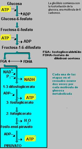 GLUCOLISIS 2 Fases y 10 Reacciones Sustratos : Hexosas-P y triosas-p Enzimas: deshidrogenasas kinasas, isomerasas y mutasas Cofactores: NAD+ / NADH ATP / ADP Las moléculas con carga no atraviesan la
