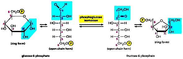 GLUCOLISIS: reacciones FASE 1: fase de inversión de energía hexoquinasa 1.-Fosforilación de la glucosa El ATP transfiere un Pi al OH del C 6. de la glucosa.. Las moléculas con carga no atraviesan las membranas.