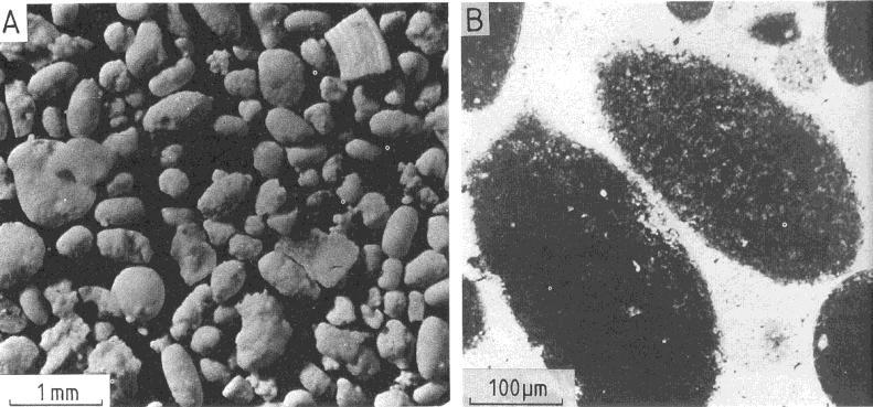 Peloides (McKee y Gutschick, 1969) = peletoide (Milliam, 1974): son granos esféricos, elipsoidales o angulares compuestos de carbonato microcristalino pero sin estructura interna (principalmente en